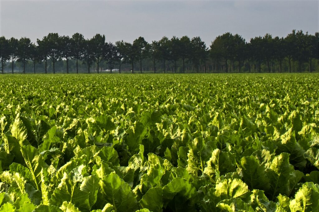 Sugar beet crop