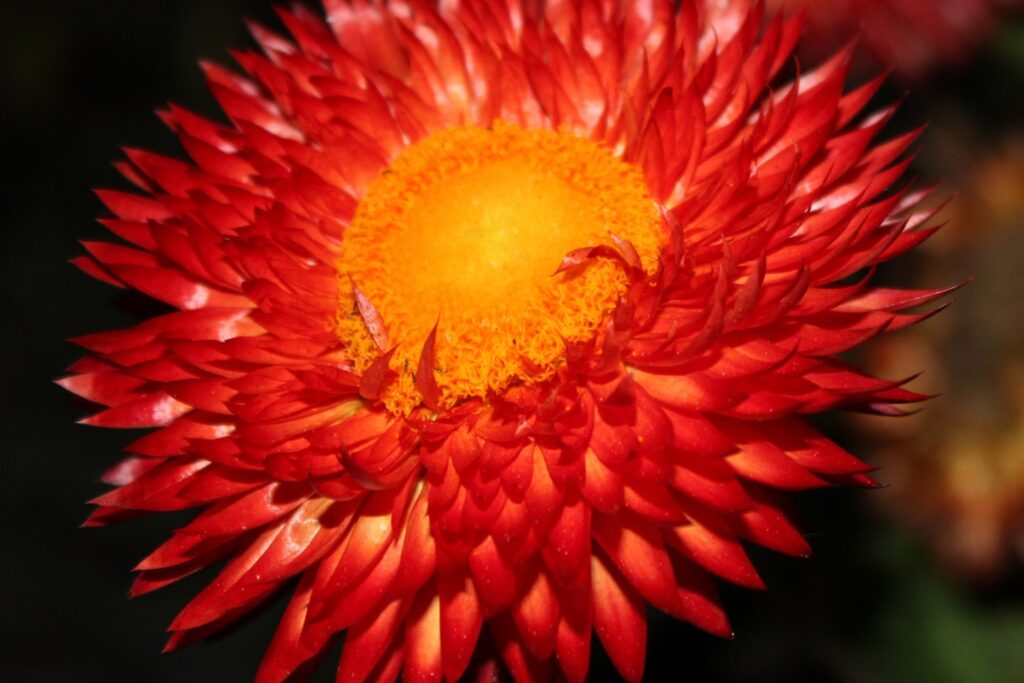 Close-up of a vibrant red and orange strawflower.