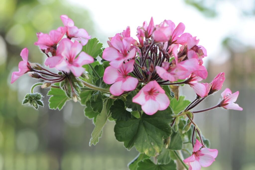 a vase filled with pink flowers sitting on top of a table