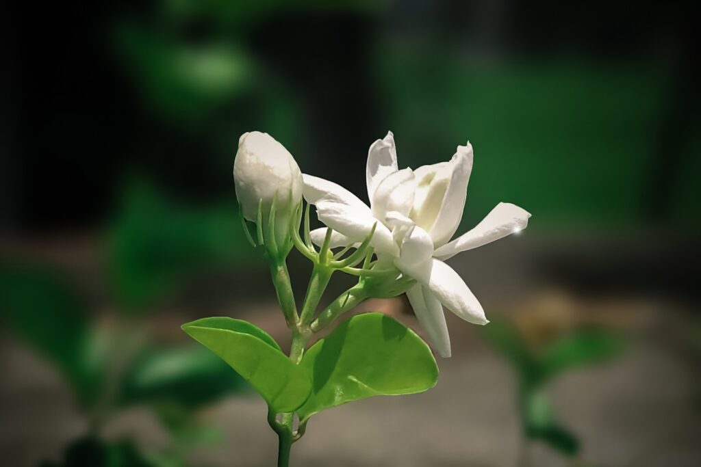 English Name- Jasmine Flower Sc. Name- Aegle Marmelos
