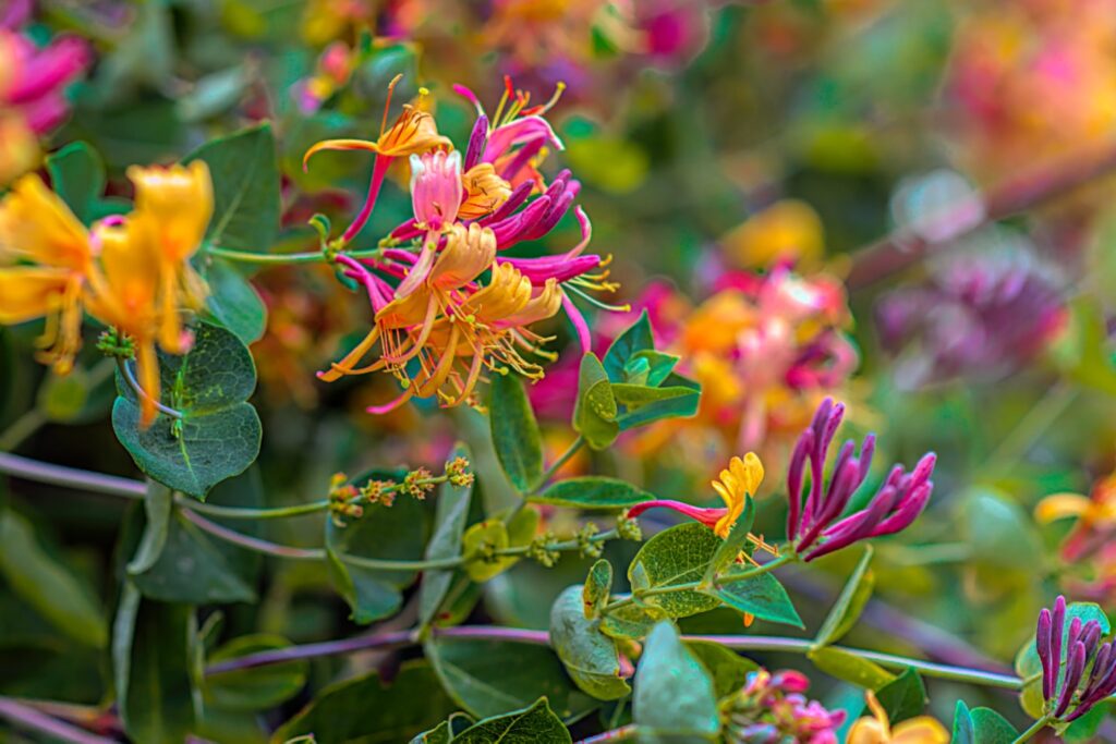 yellow and pink flower in tilt shift lens