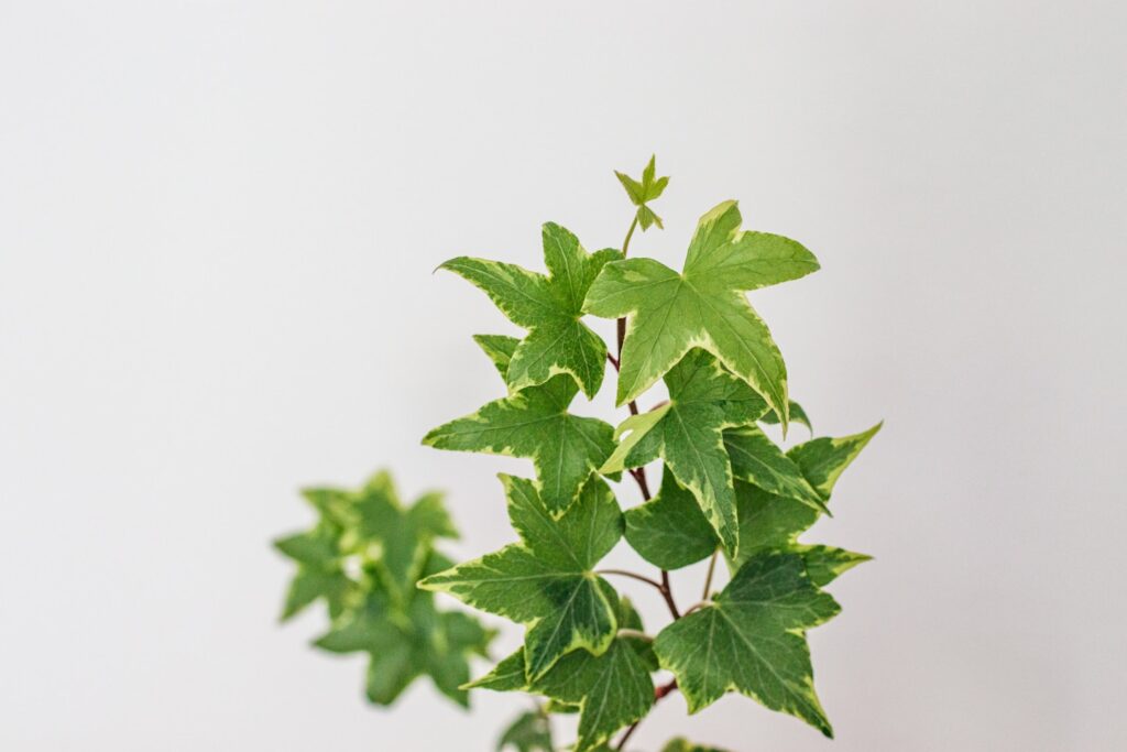 a close-up of a plant