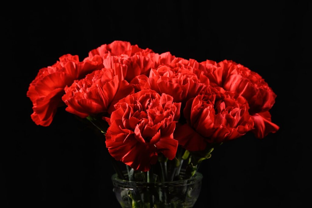Red Carnations