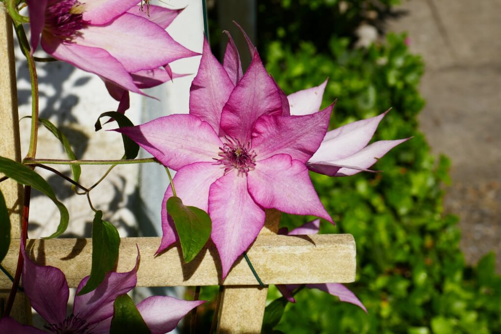 Pink flower of a clematis that grows behind our house. The color gradient and the colorful blooms are a pleasure to look at whenever I pass by the plant.