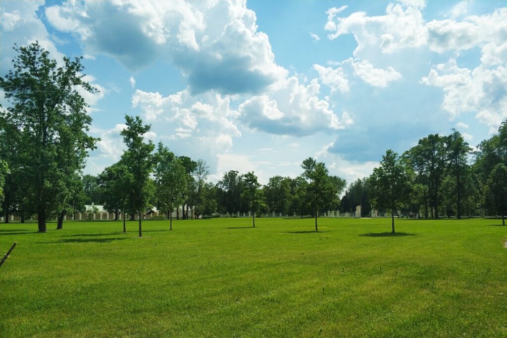 green trees on green grass field