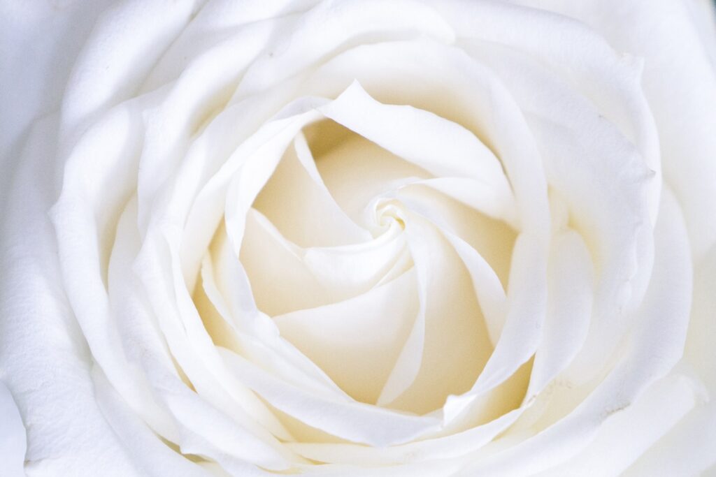 Gorgeous white rose